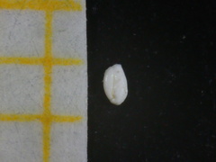 Quinqueloculina seminulum