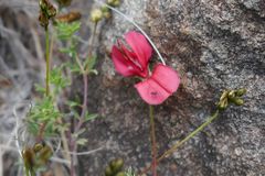 Indigofera hedyantha