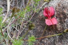 Indigofera hedyantha