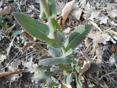 Pseudoturritis turrita