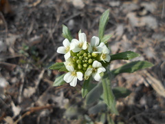 Pseudoturritis turrita