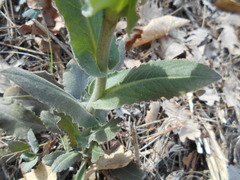 Pseudoturritis turrita