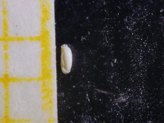 Quinqueloculina seminulum