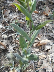 Pseudoturritis turrita