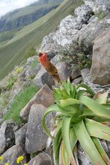 Kniphofia northiae