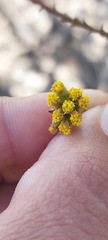 Marasmodes dummeri