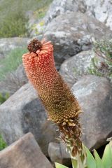 Kniphofia northiae
