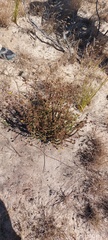 Marasmodes dummeri