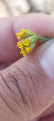 Marasmodes dummeri