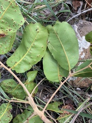Atalaya rigida