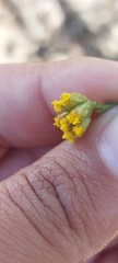 Marasmodes dummeri