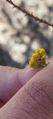 Marasmodes dummeri