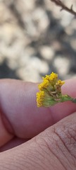 Marasmodes dummeri