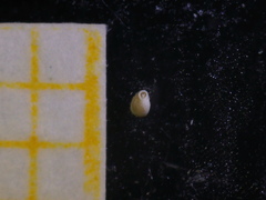 Quinqueloculina seminulum