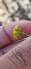 Marasmodes dummeri