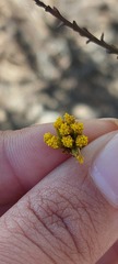 Marasmodes dummeri