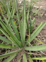 Agave difformis