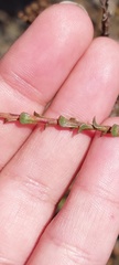Marasmodes dummeri