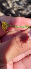 Marasmodes dummeri