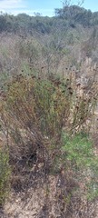 Marasmodes dummeri