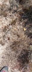 Marasmodes dummeri