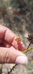 Marasmodes dummeri