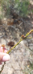 Marasmodes dummeri