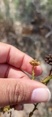 Marasmodes dummeri
