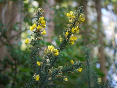 Ulex europaeus