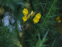 Ulex europaeus
