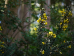 Ulex europaeus