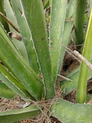 Agave difformis