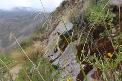 Bromus pitensis