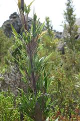 Bergbambos tessellata