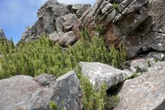 Bergbambos tessellata