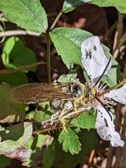 Dielis plumipes