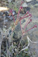 Zaluzianskya microsiphon