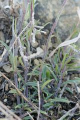 Zaluzianskya microsiphon