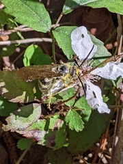 Dielis plumipes