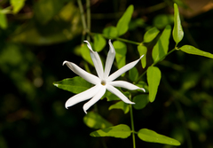 Jasminum nervosum