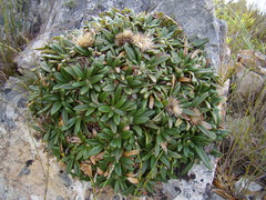 Oldenburgia paradoxa