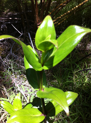 Kadua centranthoides
