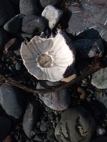 European Edible Sea Urchin