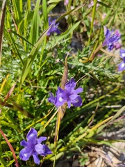 Moraea sisyrinchium