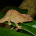 Uluguru Pygmy Chameleon - Photo (c) John Lyakurwa, some rights reserved (CC BY), uploaded by John Lyakurwa