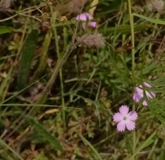 Dianthus hypanicus
