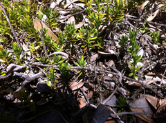 Coprosma ernodeoides