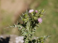 Carduus tenuiflorus
