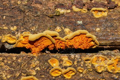 Pseudomerulius