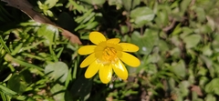 Ficaria verna